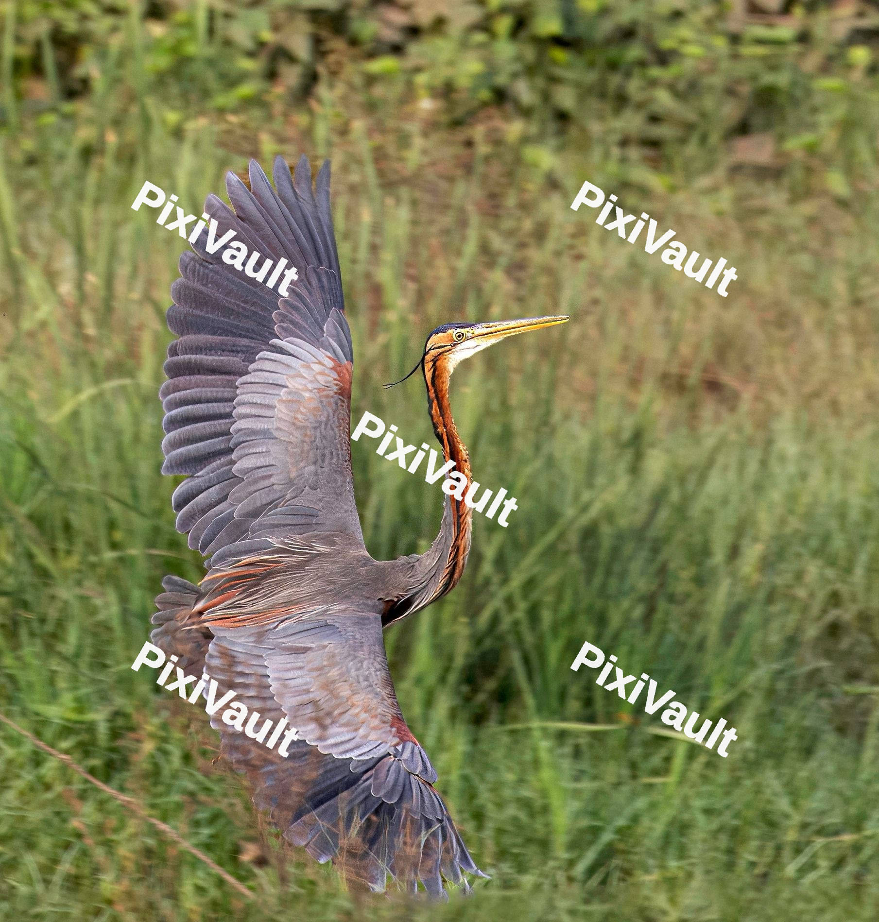 Purple Heron Bird